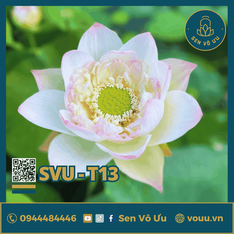 Giống sen trắng Can Can | Sen Vô Ưu