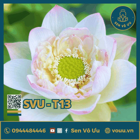 Giống sen trắng Can Can | Sen Vô Ưu