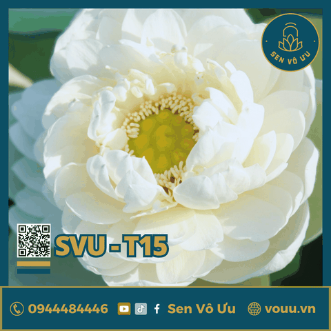 Giống sen trắng Jade Cloud | Sen Vô Ưu