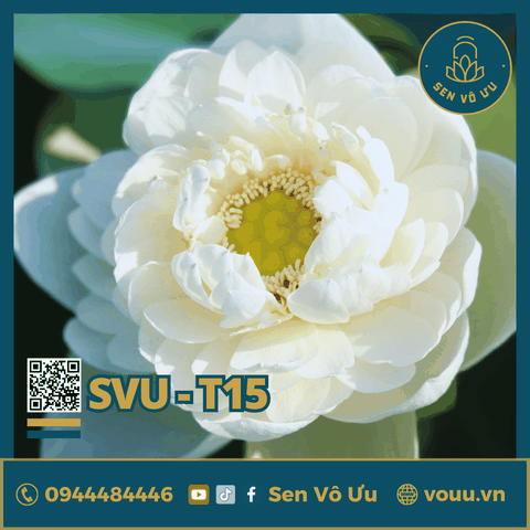 Giống sen trắng Jade Cloud | Sen Vô Ưu