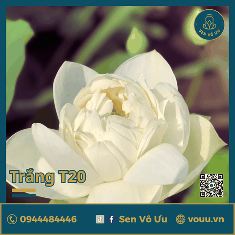 Giống sen trắng SVU-T20 | Sen Vô Ưu