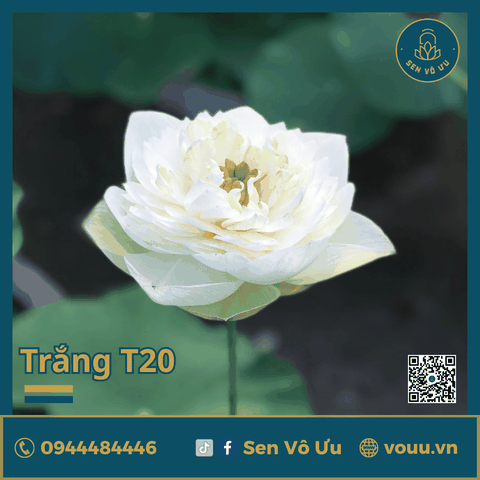 Giống sen trắng SVU-T20 | Sen Vô Ưu