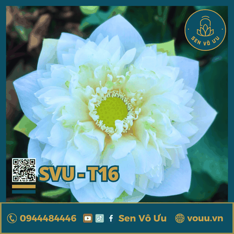 Sen trắng White Pearl lotus | Sen Vô Ưu