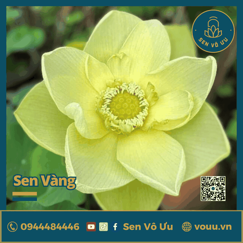 Giống sen vàng Golden Moonight | Sen Vô Ưu