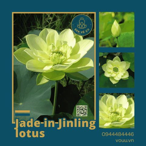 Giống sen vàng Jade in Jinling Lotus | Sen Vô Ưu
