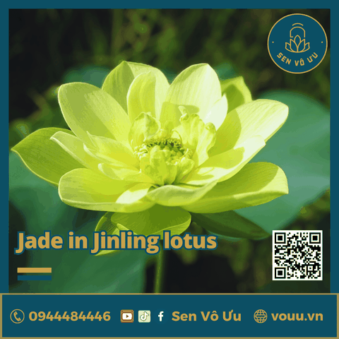 Giống sen vàng Jade in Jinling Lotus | Sen Vô Ưu