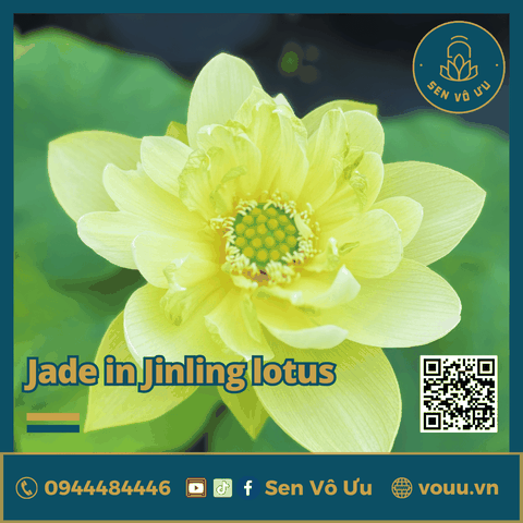 Giống sen vàng Jade in Jinling Lotus | Sen Vô Ưu