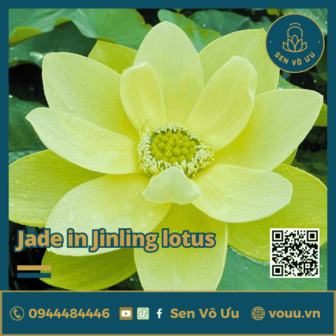 Giống sen vàng Jade in Jinling Lotus | Sen Vô Ưu