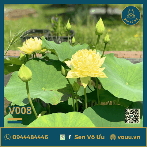 Giống sen vàng Linting Chun Ai | Sen Vô Ưu