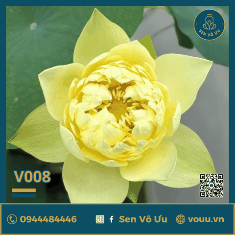 Giống sen vàng Linting Chun Ai | Sen Vô Ưu
