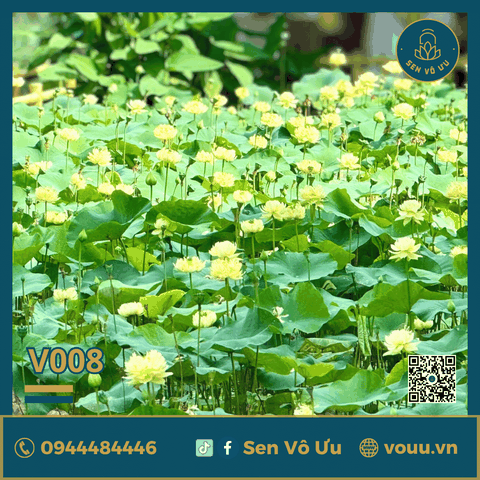 Giống sen vàng Linting Chun Ai | Sen Vô Ưu