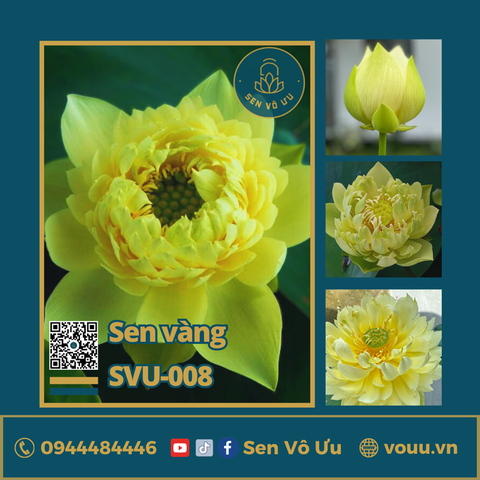 Giống sen vàng Linting Chun Ai | Sen Vô Ưu