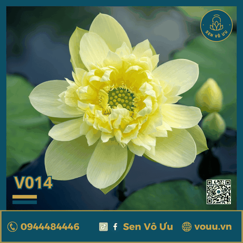 Giống sen vàng Nhược Lan V014 | Sen Vô Ưu