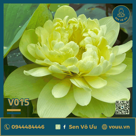 Giống sen vàng Phỉ Thúy V015 | Sen Vô Ưu