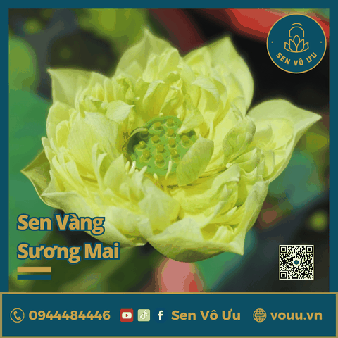 Giống sen vàng Sương Mai | Sen Vô Ưu