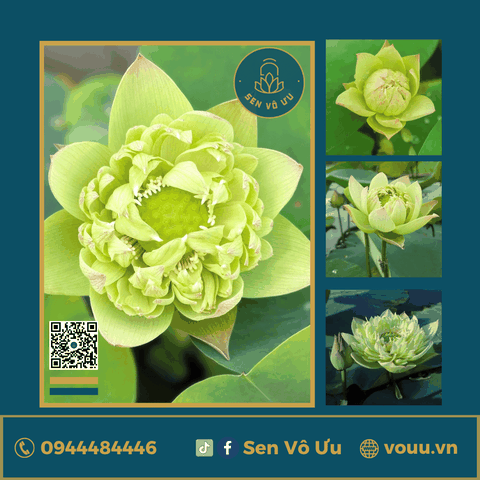 Giống sen vàng Tần Hoài Yến Vũ | Sen Vô Ưu