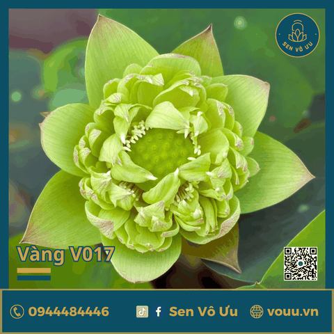 Giống sen vàng Tần Hoài Yến Vũ | Sen Vô Ưu