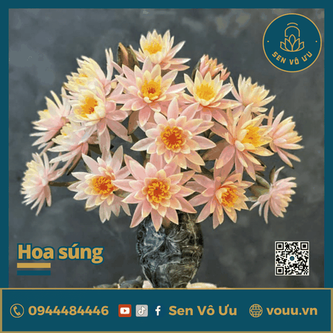 Bó 10 bông hoa súng Thái màu cá Hồi
