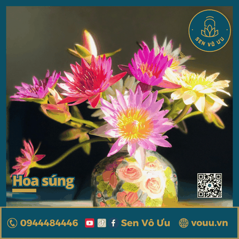 Bó 10 bông hoa súng nhiều màu | Sen Vô Ưu