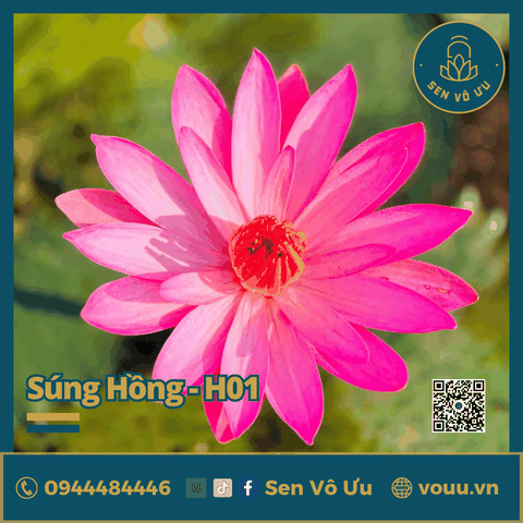 Giống hoa súng Mỹ màu Hồng H01 | Sen Vô Ưu