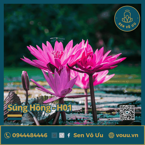 Giống hoa súng Mỹ màu Hồng H01 | Sen Vô Ưu