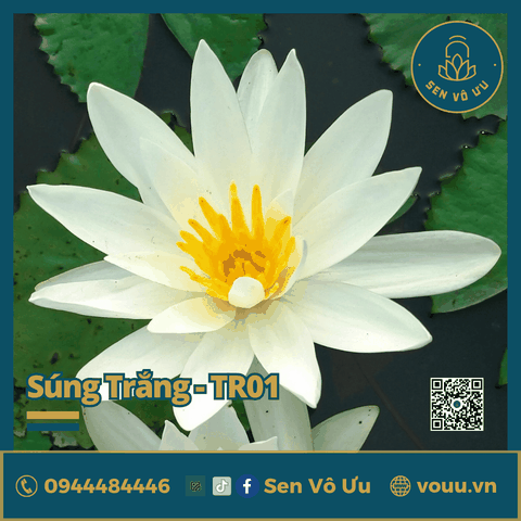 Giống hoa súng Mỹ màu trắng TR01 | Sen Vô Ưu
