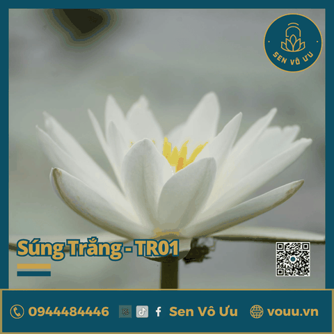 Giống hoa súng Mỹ màu trắng TR01 | Sen Vô Ưu
