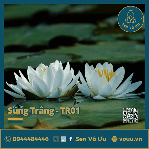 Giống hoa súng Mỹ màu trắng TR01 | Sen Vô Ưu
