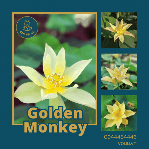 Củ giống Golden Monkey | Sen Vô Ưu