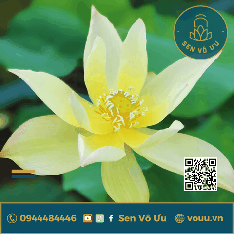 Củ giống Golden Monkey | Sen Vô Ưu