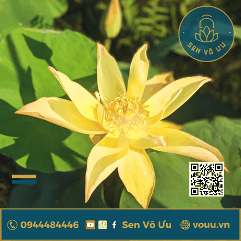 Củ giống Golden Monkey | Sen Vô Ưu