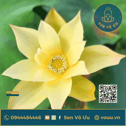 Củ giống Golden Monkey | Sen Vô Ưu