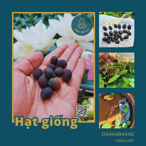 Giống sen trắng Cung Đình | Sen Vô Ưu