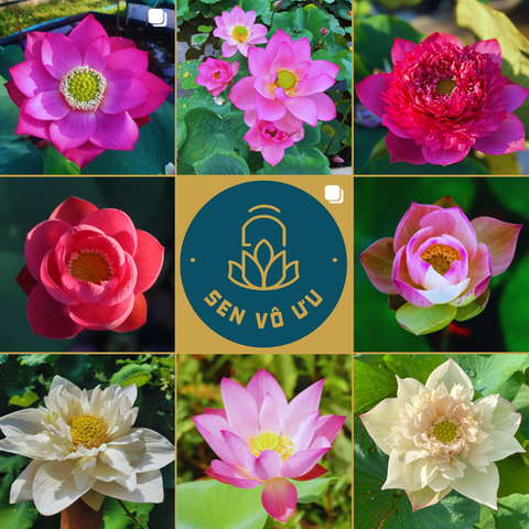 Giống sen ngẫu nhiên | Sen Vô Ưu