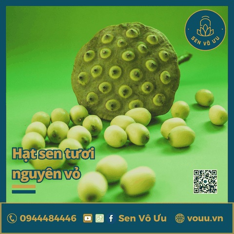Hạt sen tươi nguyên vỏ | Sen Vô Ưu