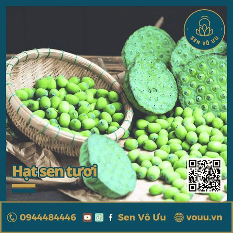 Hạt sen tươi bở thơm ngon | Sen Vô Ưu