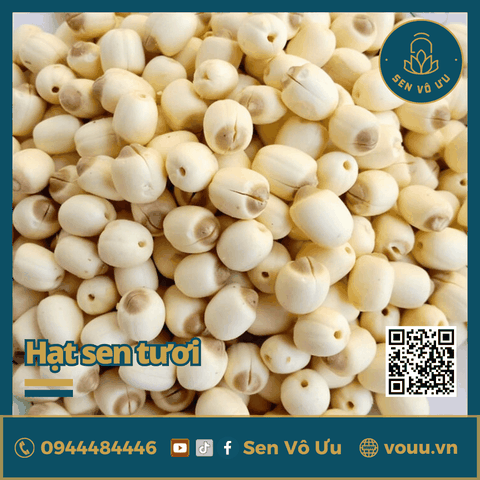 Hạt sen tươi bở thơm ngon | Sen Vô Ưu