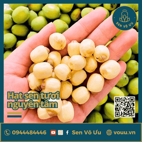 Hạt sen tươi bở thơm ngon | Sen Vô Ưu