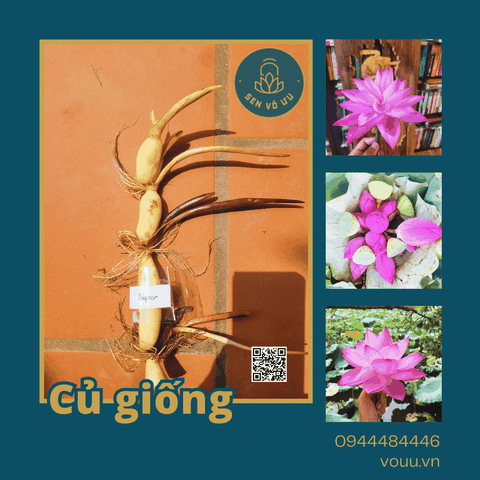 Sen Nghìn cánh Nghi Lương | Sen Vô Ưu