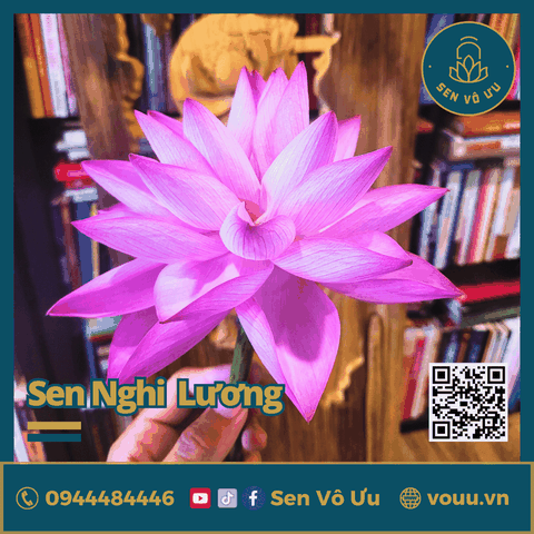 Sen Nghìn cánh Nghi Lương | Sen Vô Ưu