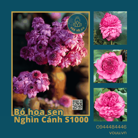 Củ giống sen nghìn cánh S1000 - Ultimate Thousand Petal Lotus | Sen Vô Ưu