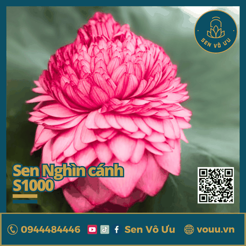 Bó 10 bông hoa sen Nghìn Cánh (sen S1000) | Sen Vô Ưu