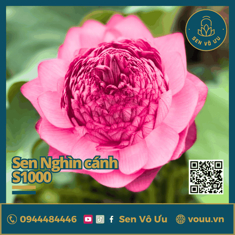 Củ giống sen nghìn cánh S1000 - Ultimate Thousand Petal Lotus | Sen Vô Ưu