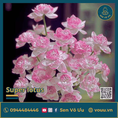 Bó 10 bông hoa sen Super lotus | Sen Vô Ưu