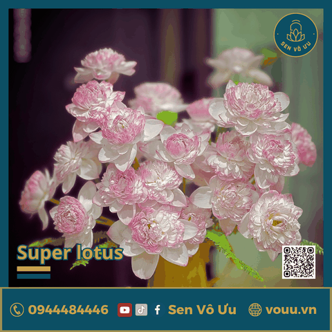 Bó 10 bông hoa sen Super lotus | Sen Vô Ưu