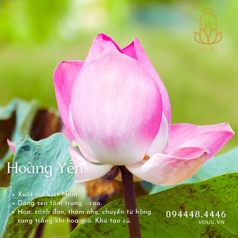 Hạt giống Hoàng Yến