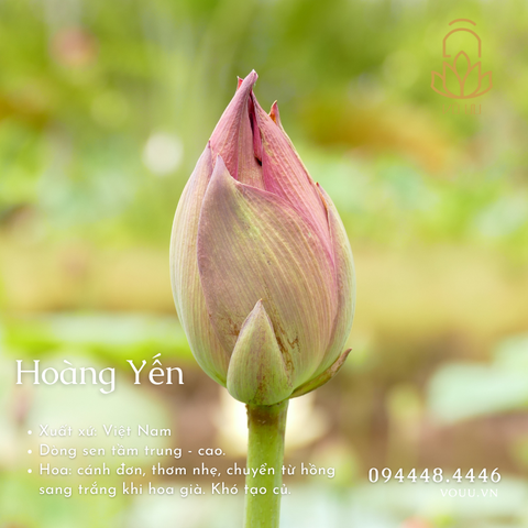 Hạt giống Hoàng Yến