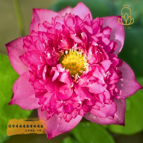 Củ giống Huyết Rồng