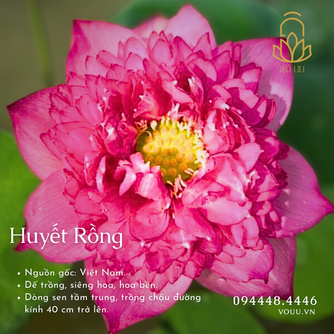 Củ giống Huyết Rồng