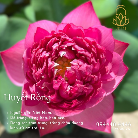 Củ giống Huyết Rồng